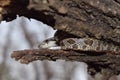 Rat snake Royalty Free Stock Photo