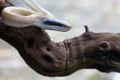 Rat Snake, Orthriophis taeniurus ridleyi