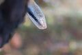 Rat Snake, Orthriophis taeniurus ridleyi