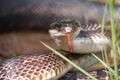 Rat snake Royalty Free Stock Photo