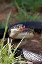 Rat snake Royalty Free Stock Photo