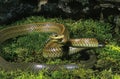 Rat Snake, ptyas dhumnades