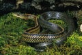 RAT SNAKE ptyas dhumnades, ADULT STANDING ON MOSS Royalty Free Stock Photo