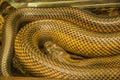 Rat snake Royalty Free Stock Photo