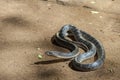 Rat snake Royalty Free Stock Photo