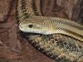 Yellow Rat Snake Pantherophis Obsoleta Quadrivittata Royalty Free Stock Photo