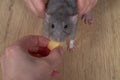 A rat snatches a piece of cheese out of a person& x27;s hands Royalty Free Stock Photo