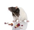 Rat standing in front of a white background Royalty Free Stock Photo