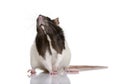 Rat standing in front of a white background Royalty Free Stock Photo