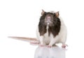 Rat standing in front of a white background Royalty Free Stock Photo