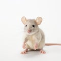 Studio Portrait Of A White Lab Rat With Raised Arms Royalty Free Stock Photo