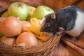 Rat stealing cheese Royalty Free Stock Photo