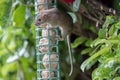 Rat stealing food from garden bird feeder. Cute wildlife pest