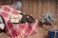 Rat is a symbol of the new year.Gray rat looks at gift boxes.Funny little rat in a gift box. Symbol of the year 2020.