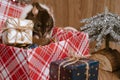 Rat is a symbol of the new year.Gray rat looks at gift boxes.Funny little rat in a gift box. Symbol of the year 2020.