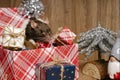 Rat is a symbol of the new year.Gray rat looks at gift boxes.Funny little rat in a gift box. Symbol of the year 2020