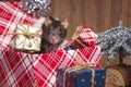 Rat is a symbol of the new year.Gray rat looks at gift boxes.Funny little rat in a gift box. Symbol of the year 2020