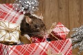 Rat is a symbol of the new year.Gray rat looks at gift boxes.Funny little rat in a gift box. Symbol of the year 2020