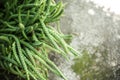 Rat Tail Cactus outdoors on the blur background of stone