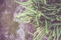 Rat Tail Cactus outdoors on the blur background of stone