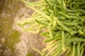 Rat Tail Cactus outdoors on the blur background of stone Royalty Free Stock Photo