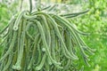 Rat Tail Cactus in pot outdoors Royalty Free Stock Photo