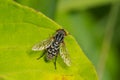 Rat-tail Maggot Fly - Genus Anasimyia