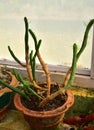 Rat Tail potted Cactus outdoors on the blur background of bright green foliage Royalty Free Stock Photo