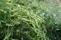 Light green pods of Rat-tailed Radish. Raphanus sativus Linn var. caudatus Alef.