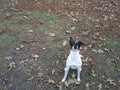 Rat Terrier