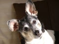 Rat Terrier