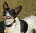 Rat Terrier Royalty Free Stock Photo