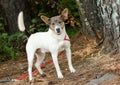 Rat Terrier Cattledog mixed breed dog Royalty Free Stock Photo