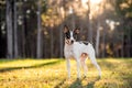 Rat Terrier in a clearing in the woods at sunset. Royalty Free Stock Photo