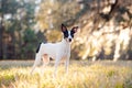 Rat Terrier in a clearing in the woods at sunset. Royalty Free Stock Photo