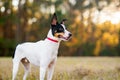 Rat Terrier in a clearing in the woods at sunset. Royalty Free Stock Photo