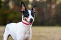 Rat Terrier in a clearing in the woods at sunset. Royalty Free Stock Photo