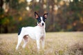 Rat Terrier in a clearing in the woods at sunset. Royalty Free Stock Photo