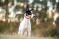 Rat Terrier in a clearing in the woods at sunset. Royalty Free Stock Photo