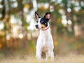 Rat Terrier in a clearing in the woods at sunset. Royalty Free Stock Photo