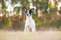 Rat Terrier in a clearing in the woods at sunset. Royalty Free Stock Photo