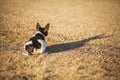 Crouched Rat Terrier dog Royalty Free Stock Photo