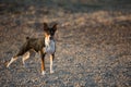 Rat Terrier dog on gravel road Royalty Free Stock Photo