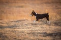 Rat Terrier dog with large bone Royalty Free Stock Photo