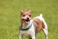 Rat terrier dog mix Royalty Free Stock Photo