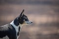 Rat Terrier dog Royalty Free Stock Photo