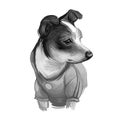 Rat Terrier dog portrait isolated on white. Digital art illustration of hand drawn dog for web, t-shirt print and puppy food cover Royalty Free Stock Photo