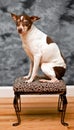 Rat terrier dog sits on a leopard skin foot rest Royalty Free Stock Photo