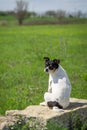 Rat Terrier farm dog