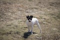 Rat Terrier farm puppy Royalty Free Stock Photo